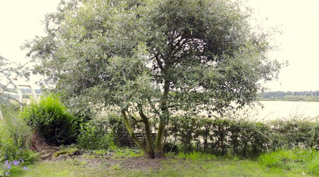 A mult stem pruned tree