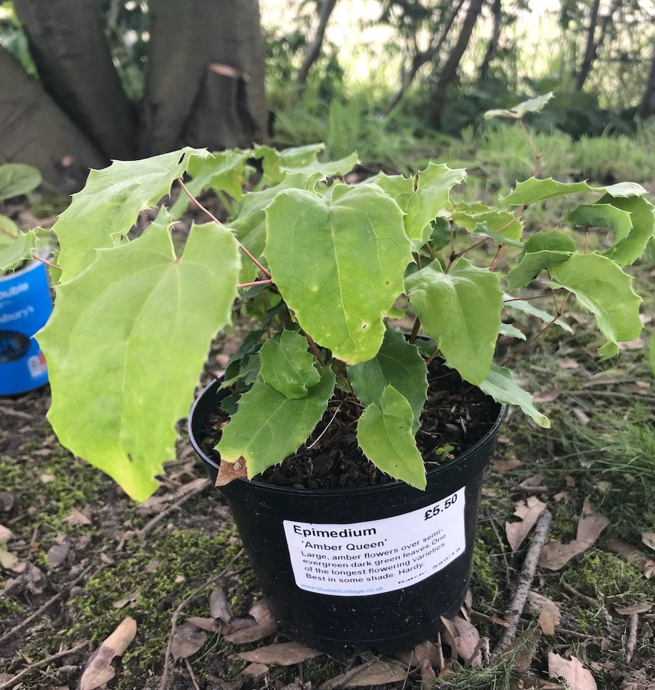 An amber queen Epimedium