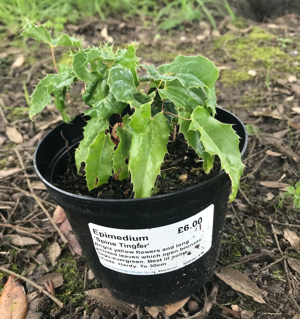 A spine tingler Epimedium