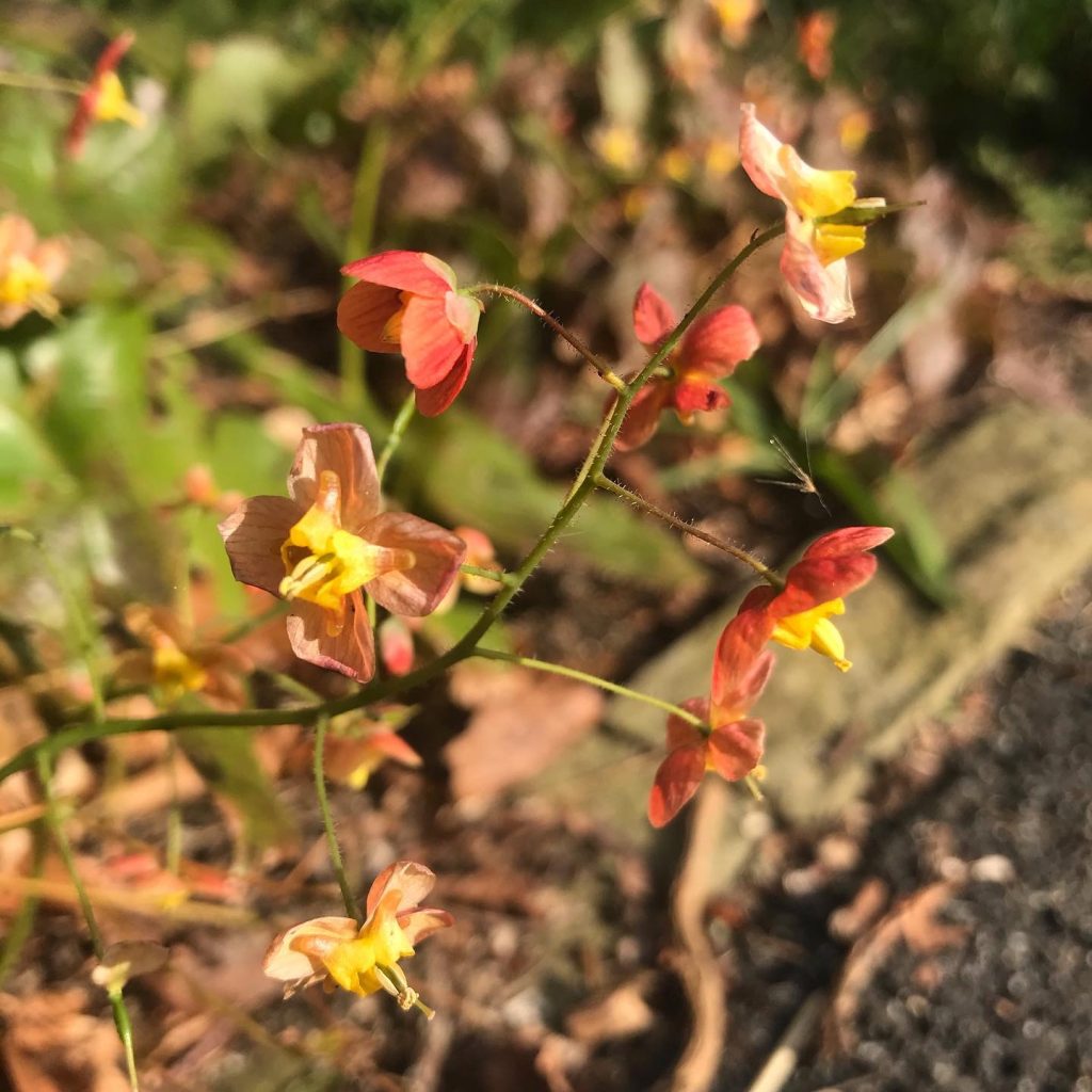 Epimedium amber queen