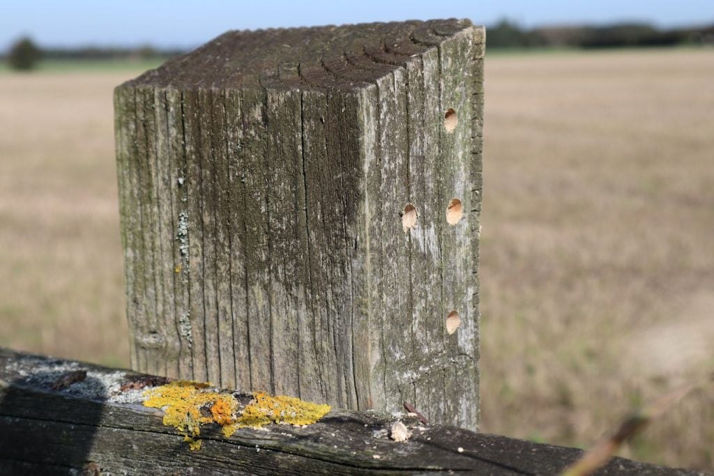 A bee hotel in a fence post