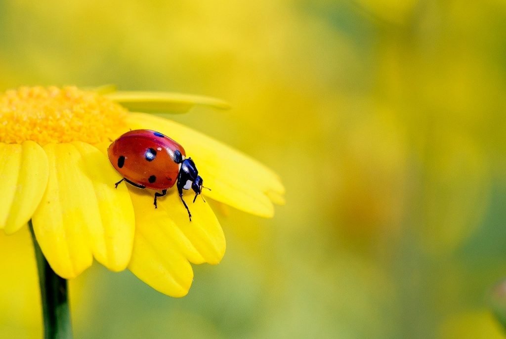 A ladybird on a petal