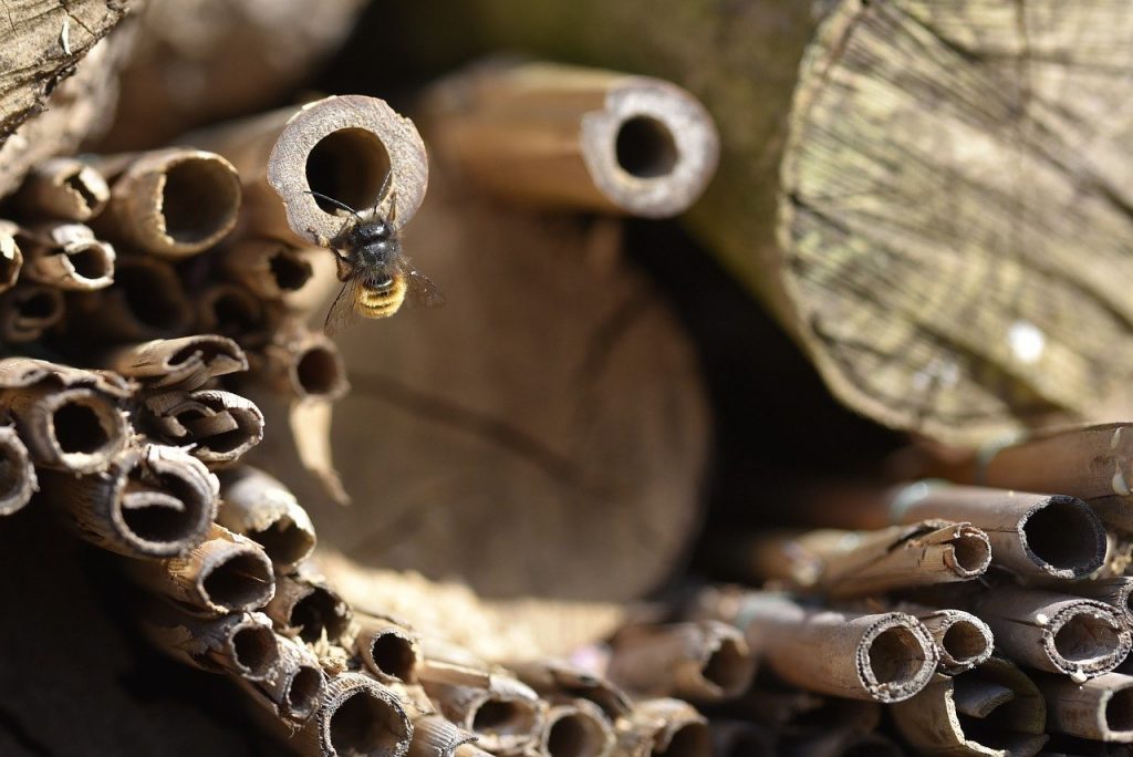 a solitary bee hotel with canes