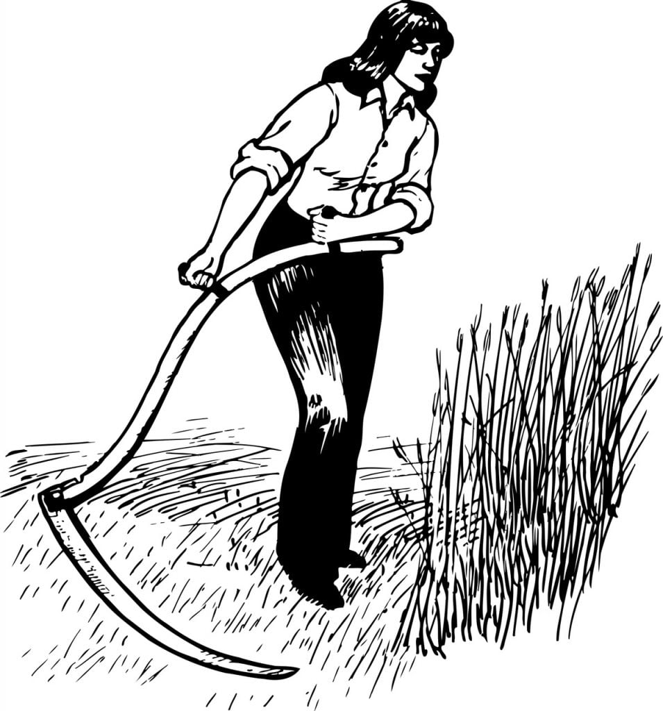 Scything a meadow