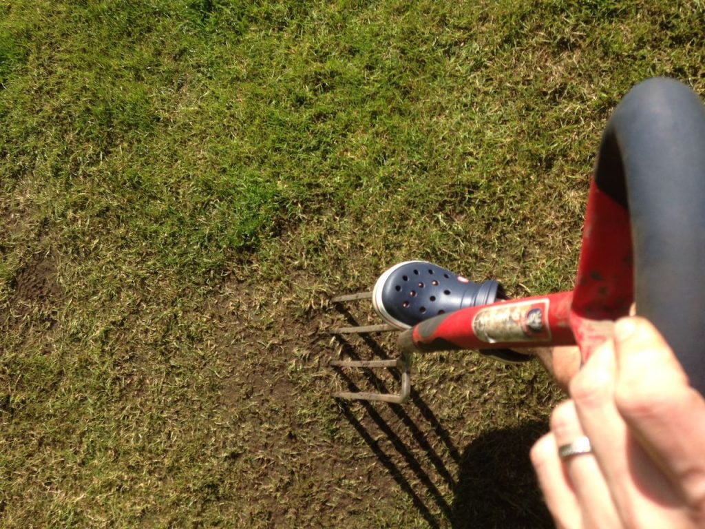 Aerating a lawn with a garden fork