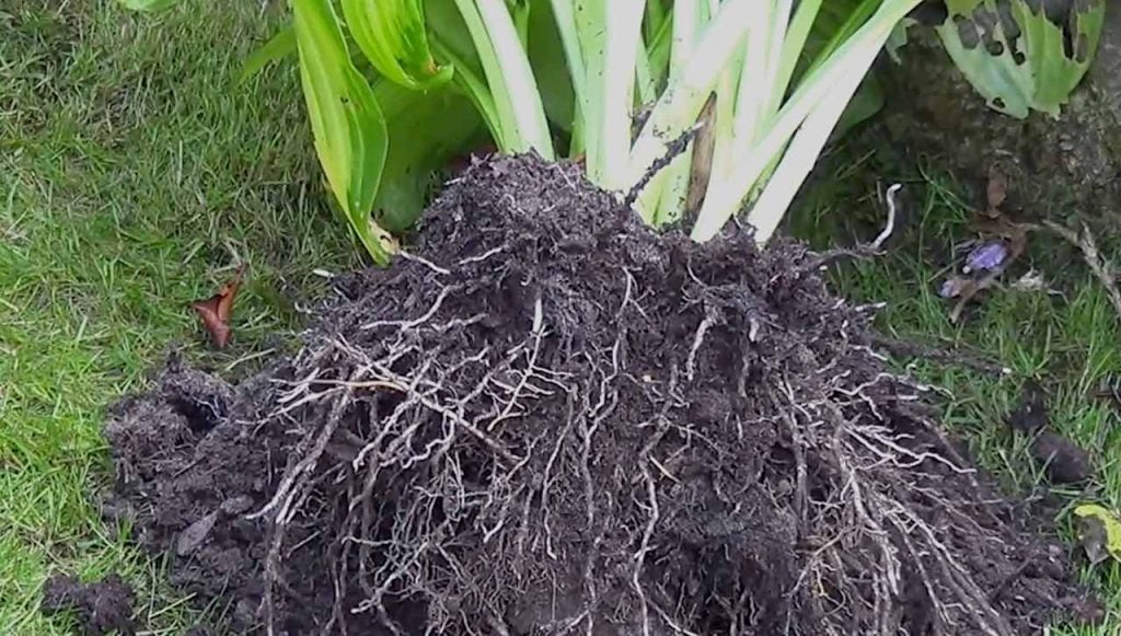 Dividing a hosta with a spade