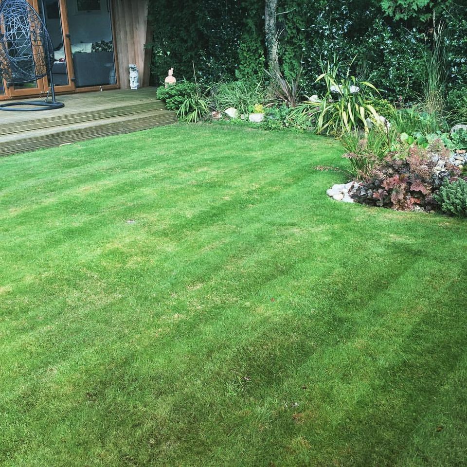 A lawn after scarification 6 weeks on