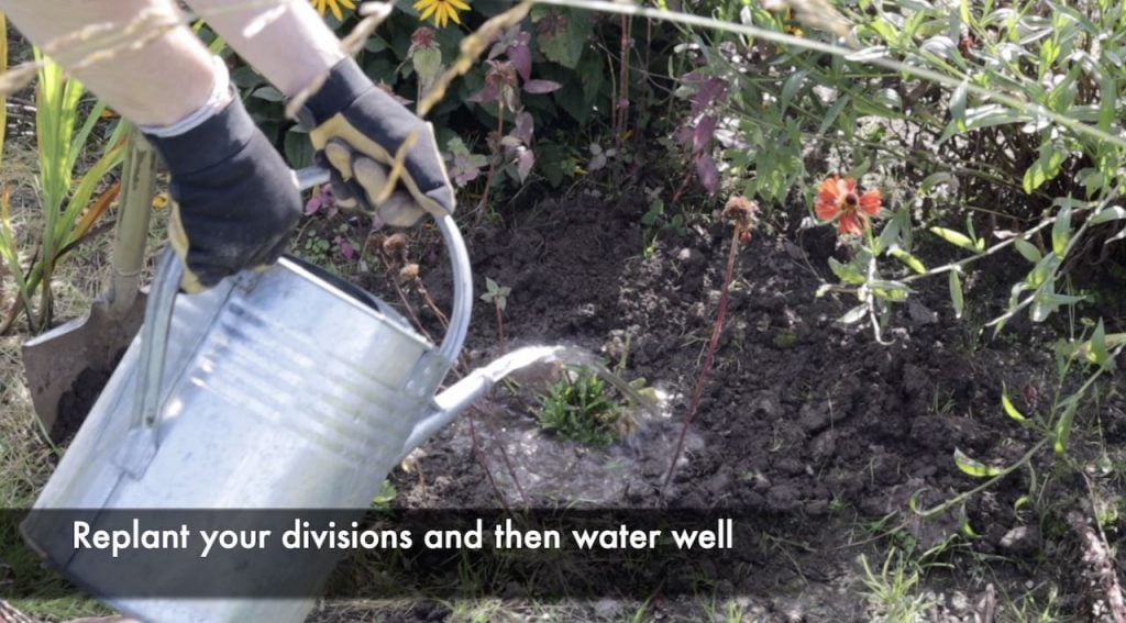 Watering newly divided plants