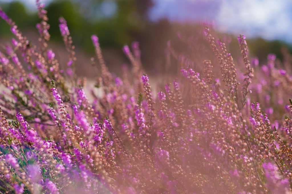 Erica heather plant