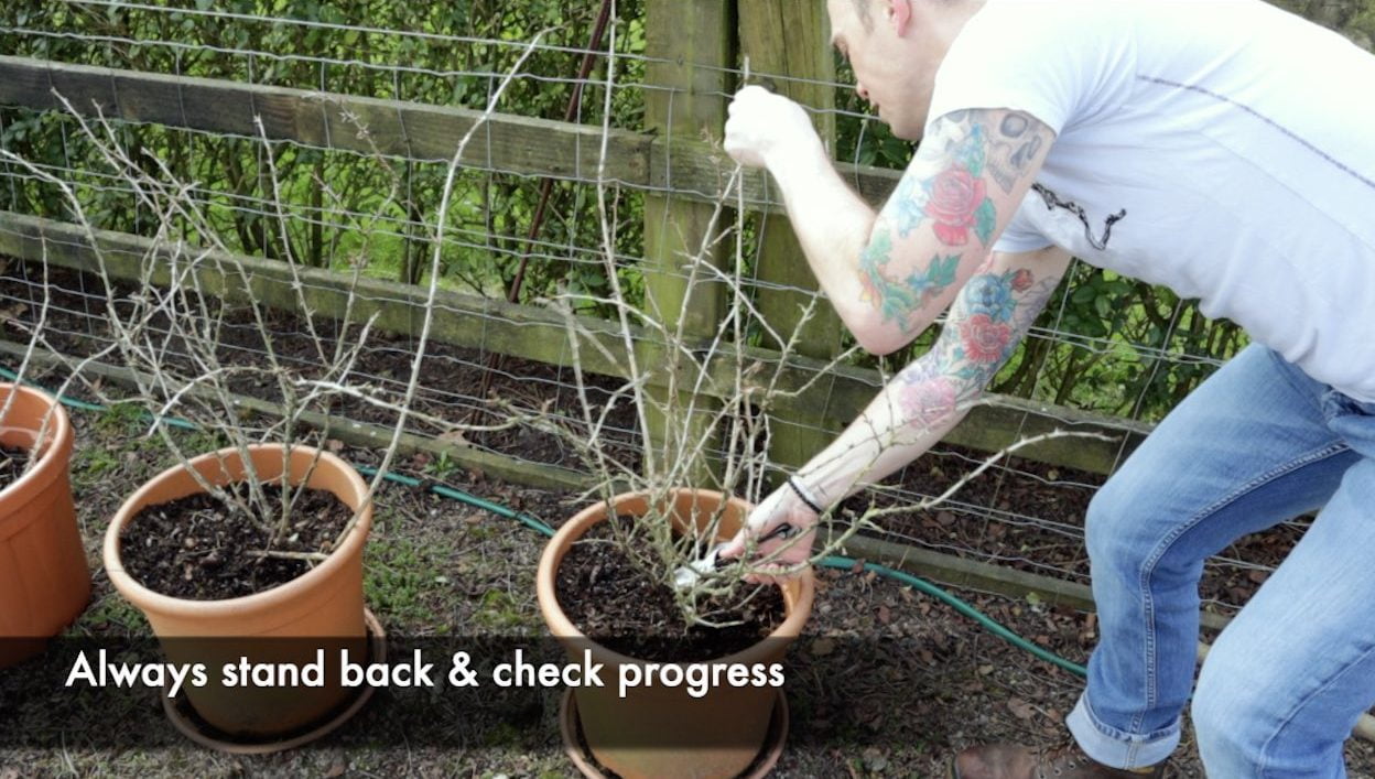 Todying up a gooseberry bush