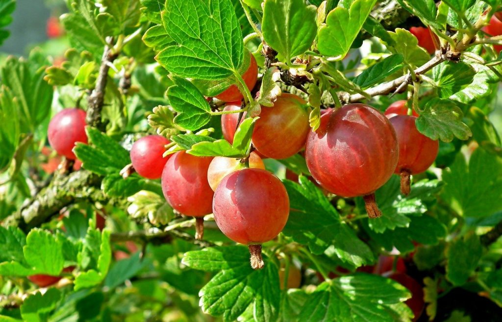 Red gooseberries on a bush