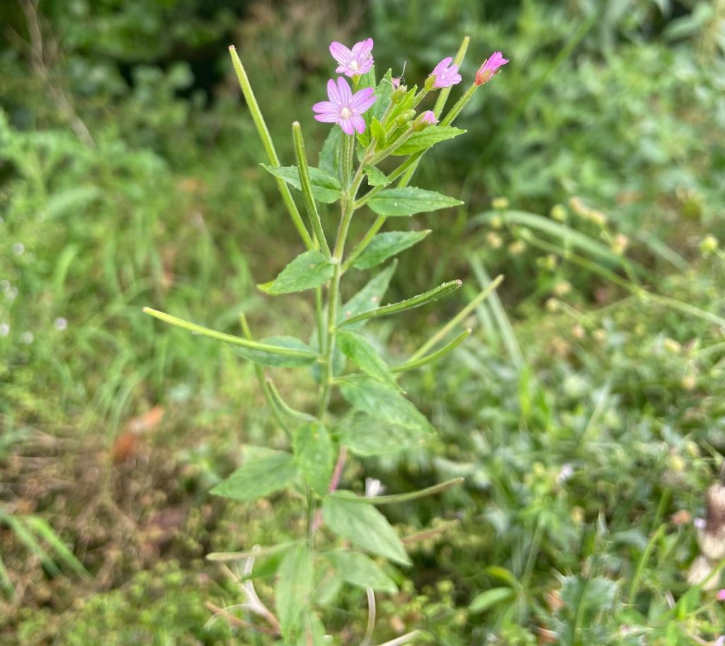 Willowherb weed in the garden