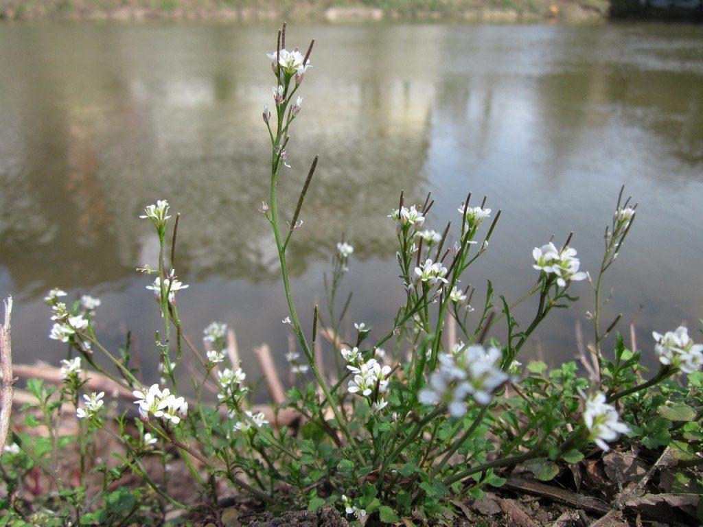 Hairy bittercress weed firing seeds