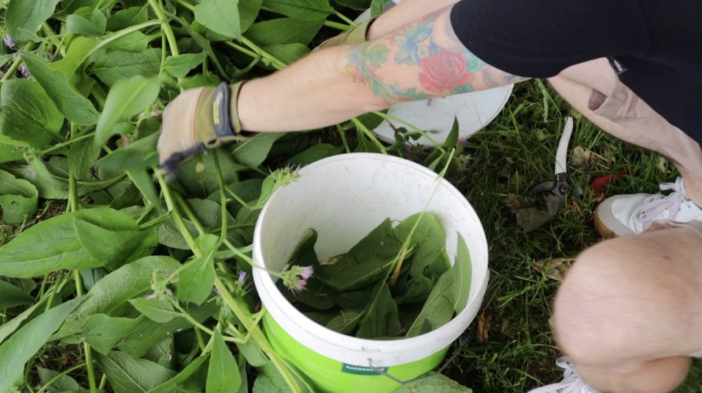 Comfrey leaves in a container