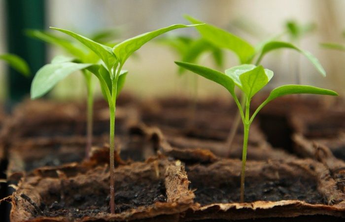 Seedlings growing in a tray