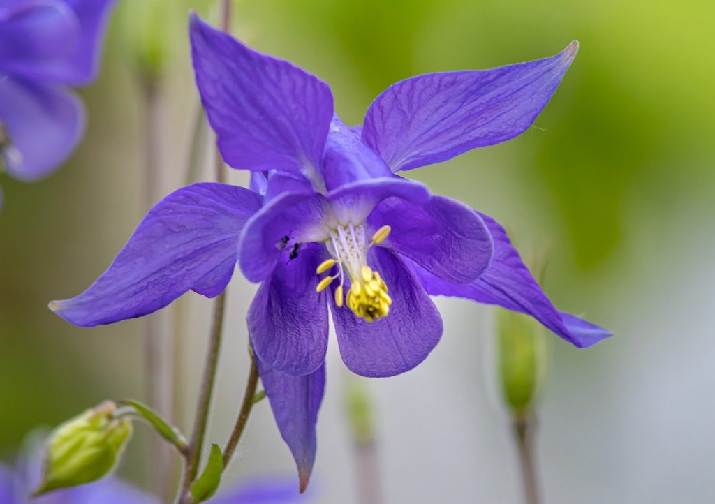 A biennial aquilegia plant