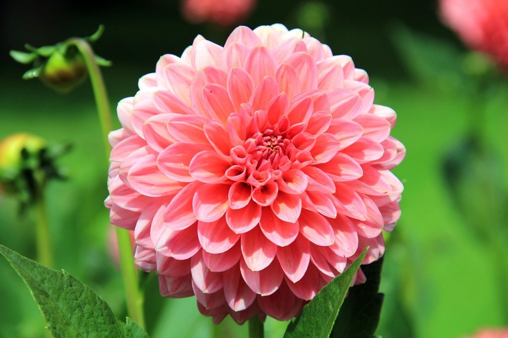 Pink Dahlia flower in full bloom