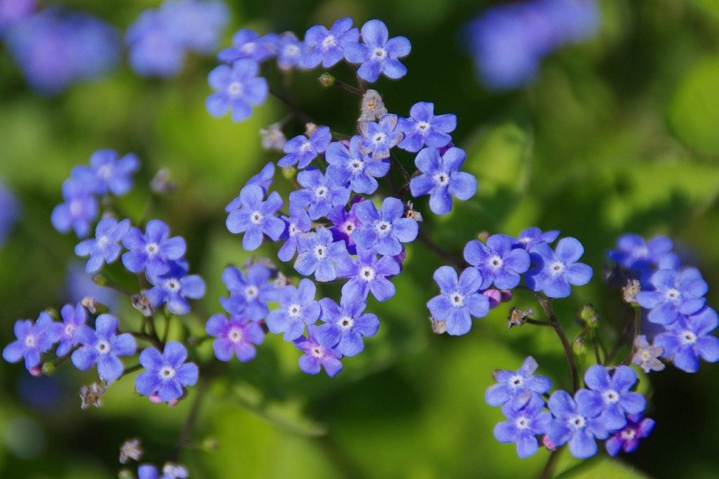 Forget me nots in blue