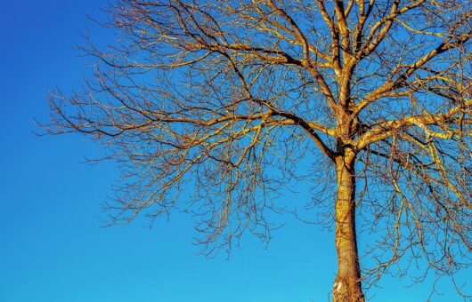 Deciduous tree without leaves