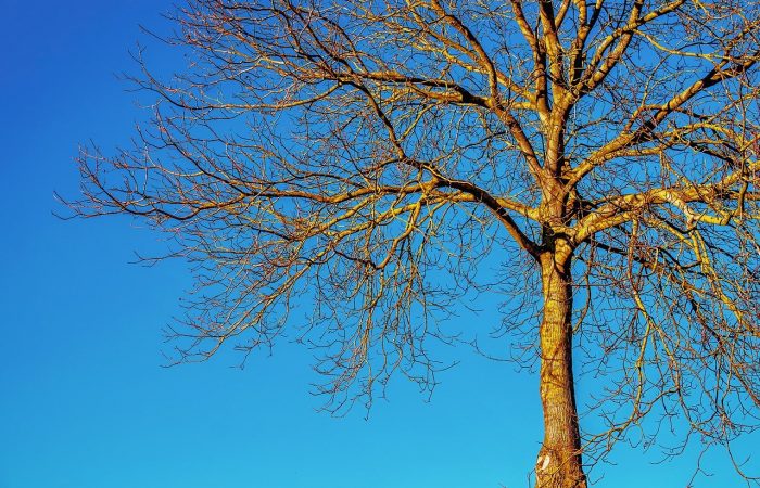 Deciduous tree without leaves