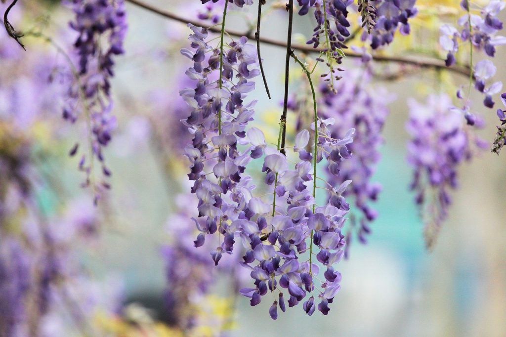 Sunny wisteria in flower