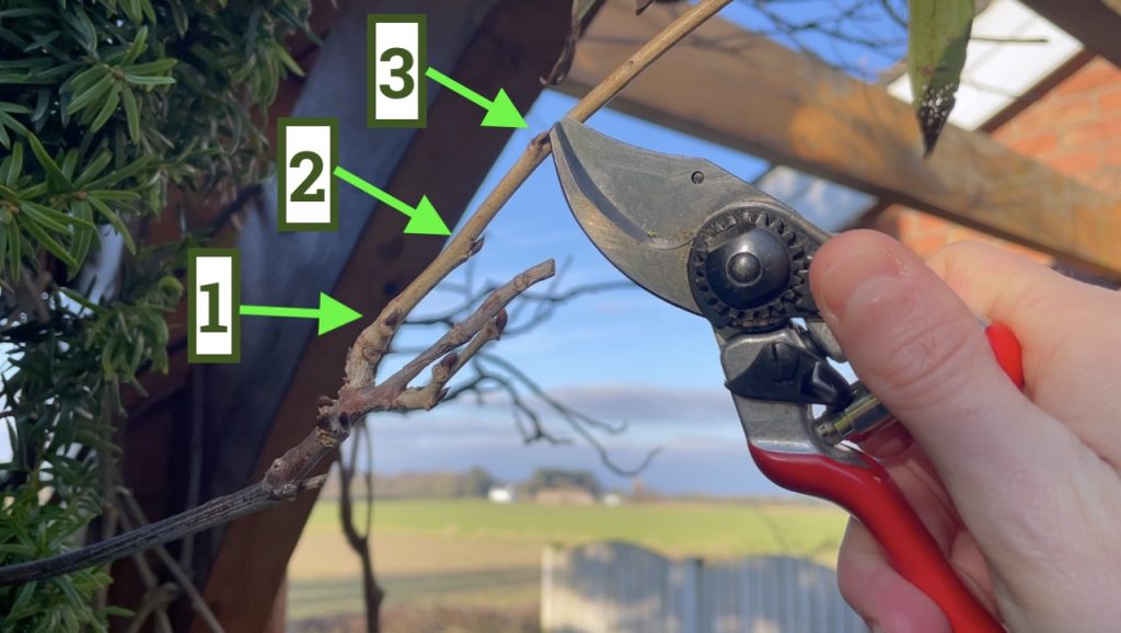 Counting buds when pruning a wisteria