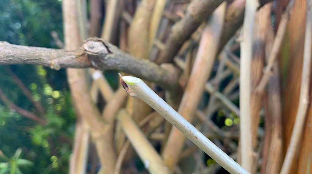 A perfect pruning cut on a wisteria climbing plant