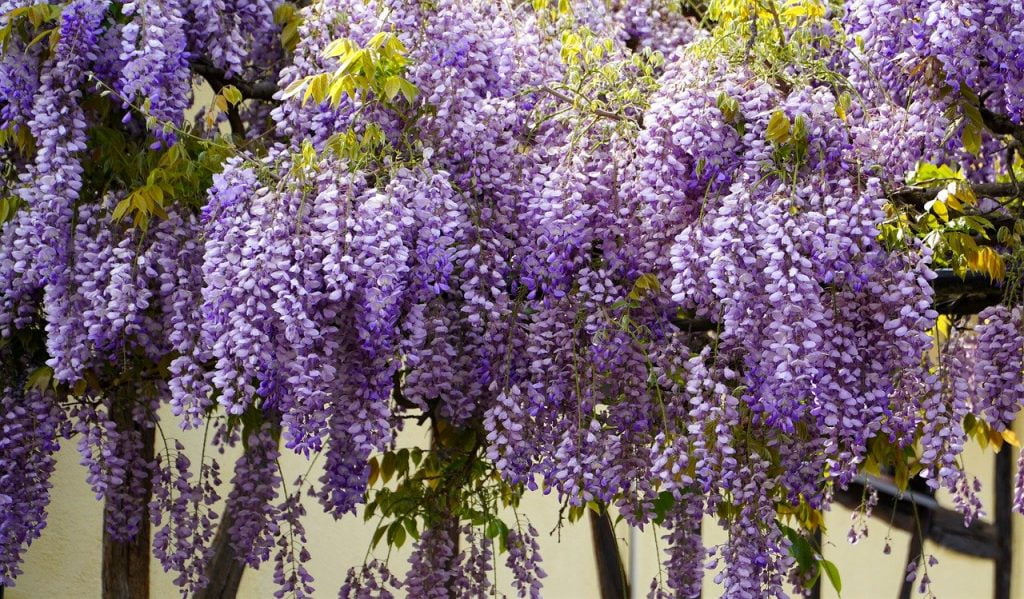 Wisteria purple hanging flowers