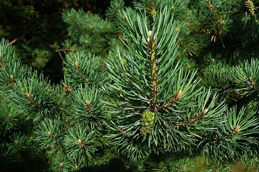 An evergreen conifer in the garden