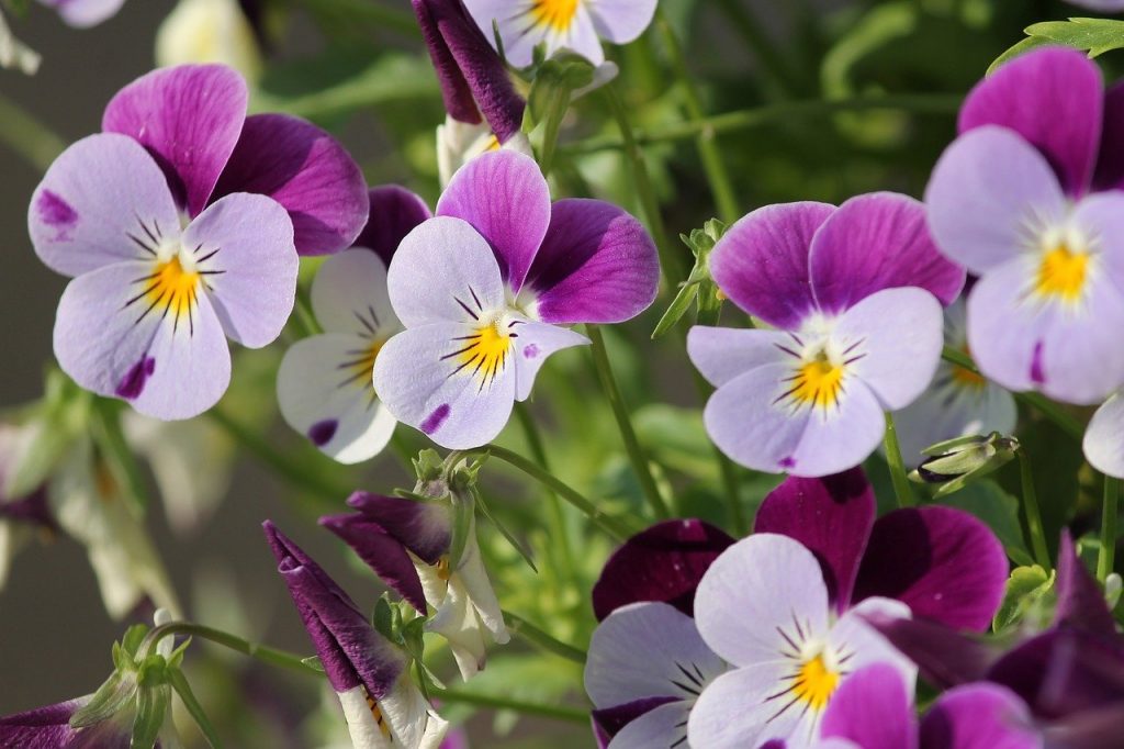 Pansies in a cottage garden