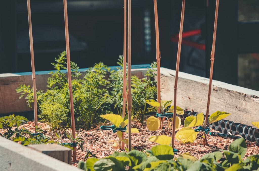 Growing vegetables in raised beds