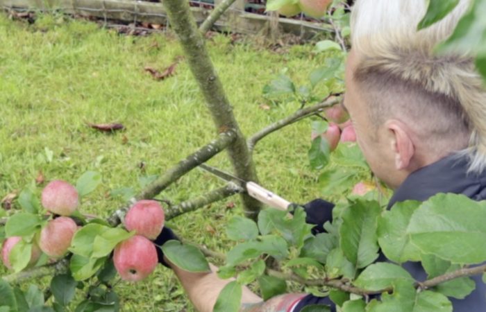 Top down pruning cut