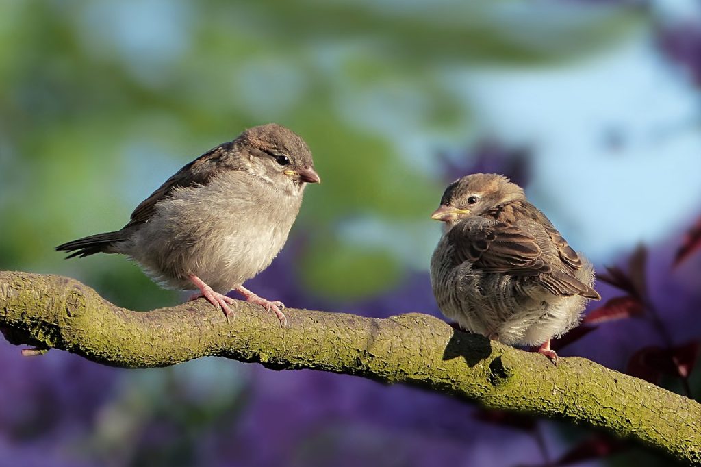 Birds nesting in a tree