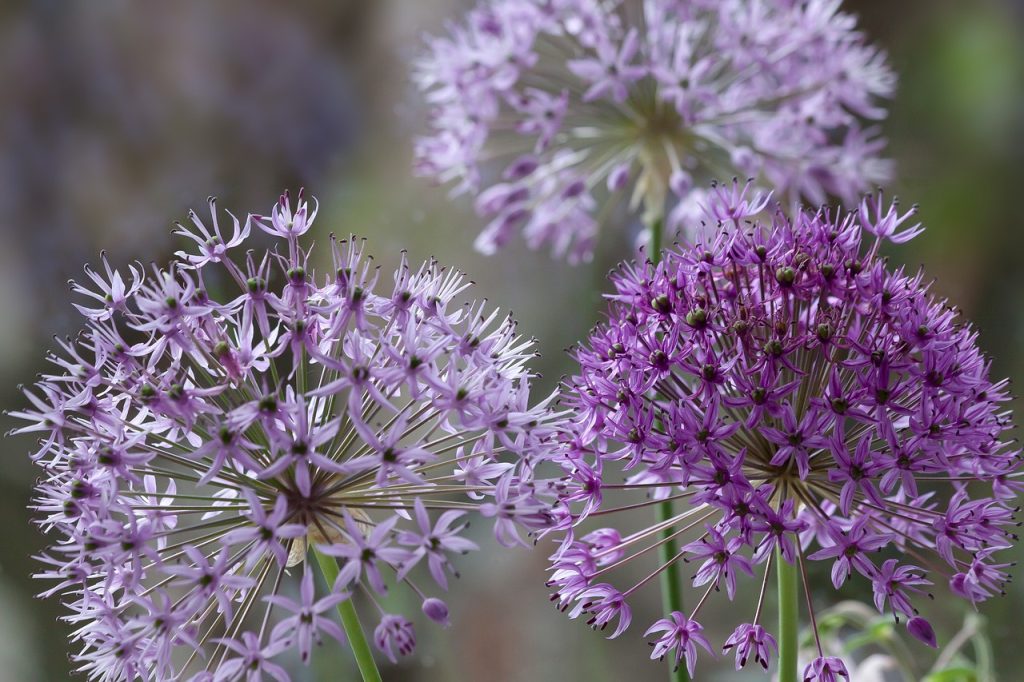 Superglobe allium mixes