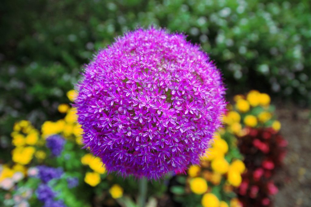 Gladiator allium flowers