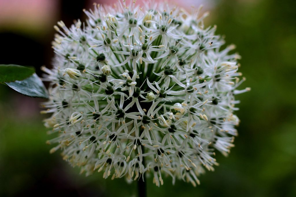 Ping pong allium flowers