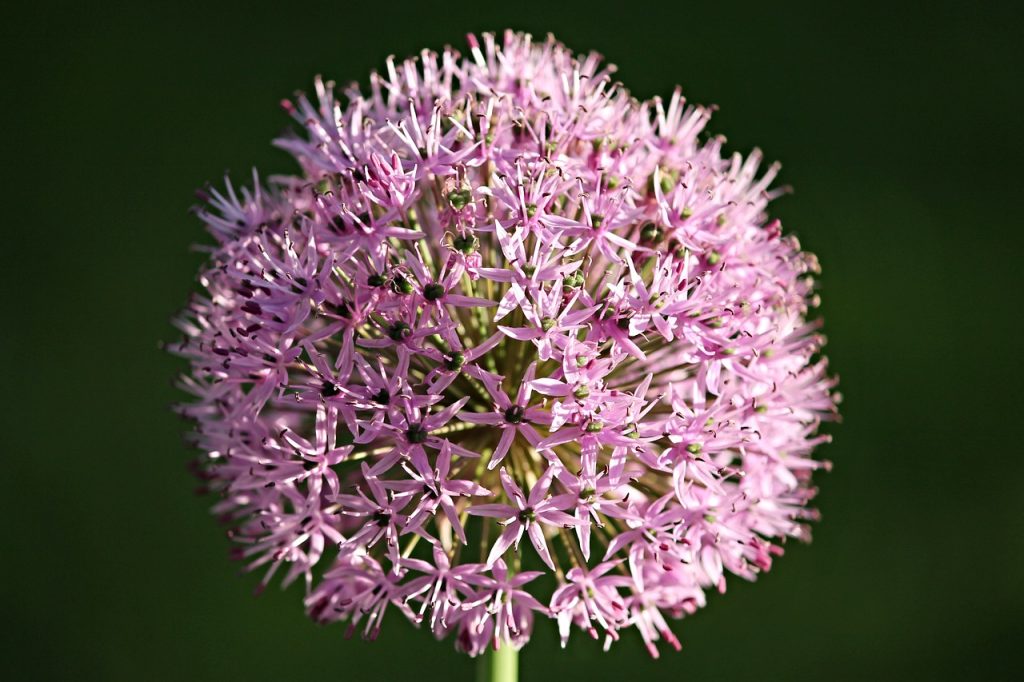 Pink Allium flowers