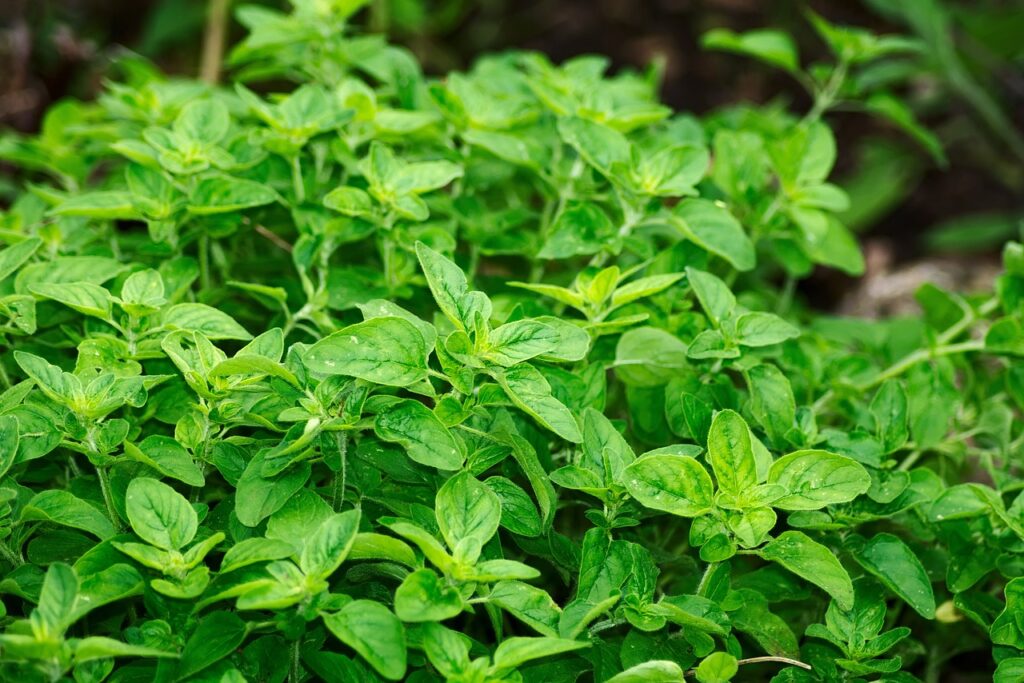 How to grow your own herbs