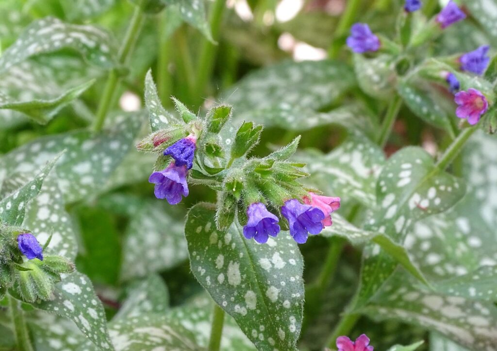 Slug proof plants