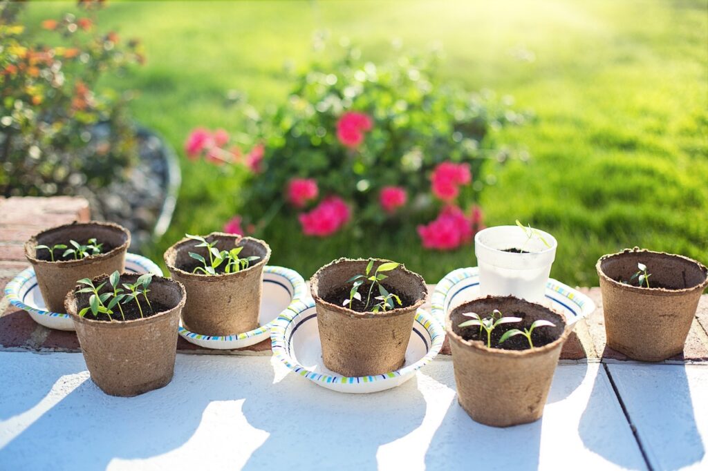 Herbs on a window sill