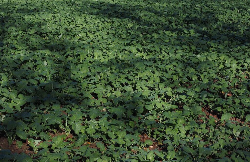 A field of green manure