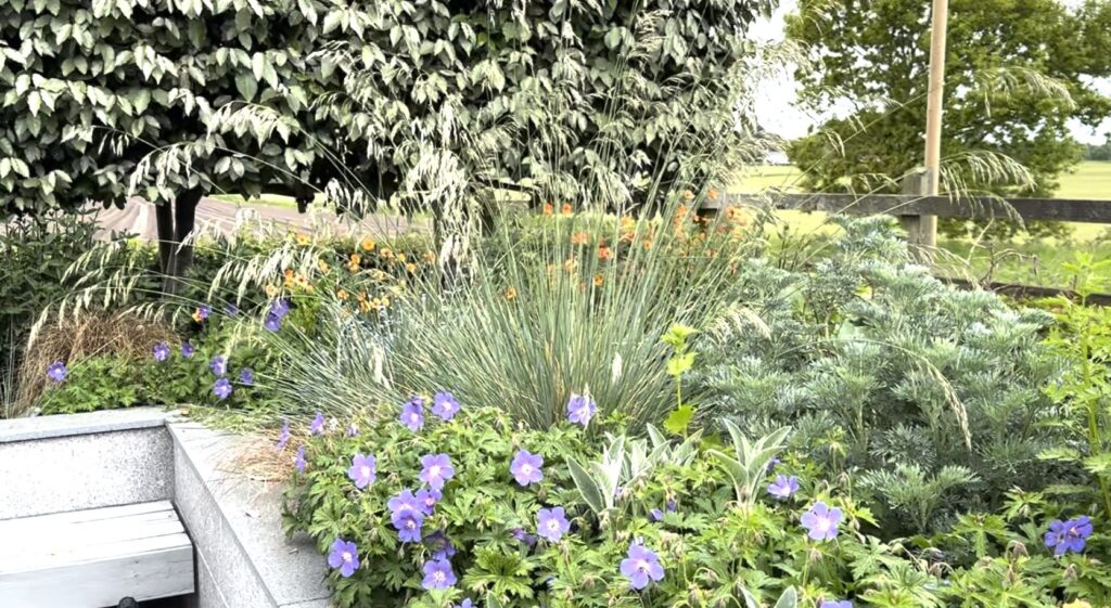 Blue oat grass in a flower bed