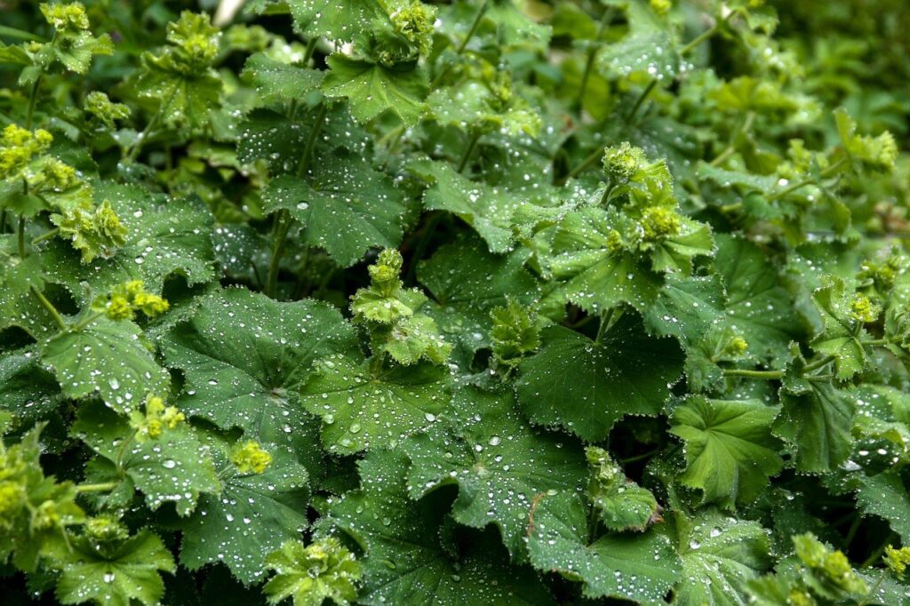 Alchemilla mollis plants you can't kill