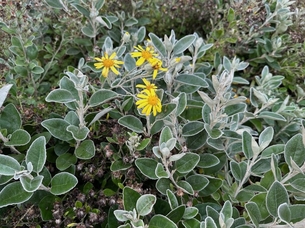 Bracchyglottis a plant that can't be killed