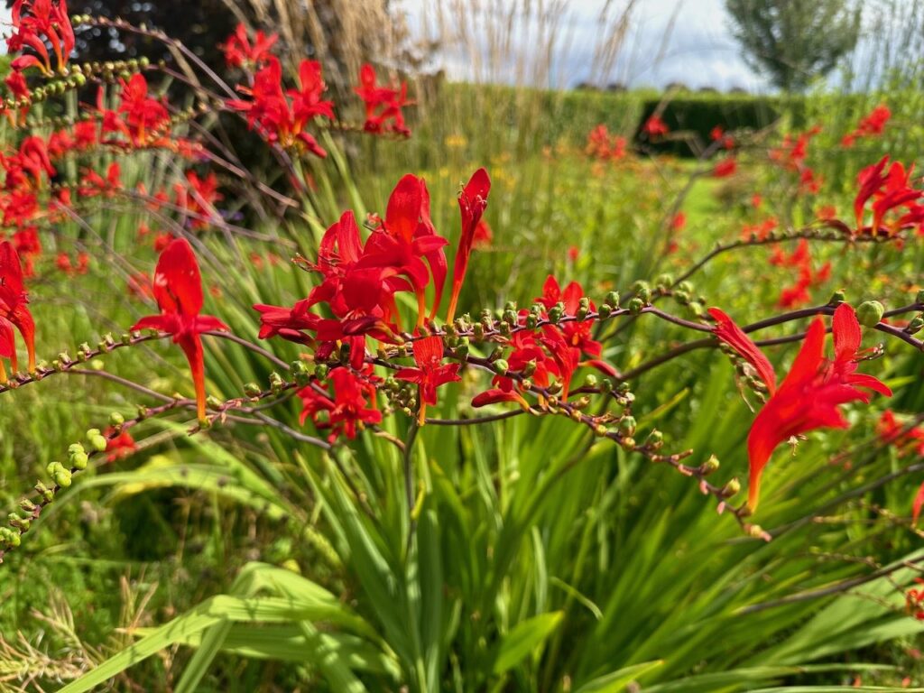 Crocosmia easy to grow plants