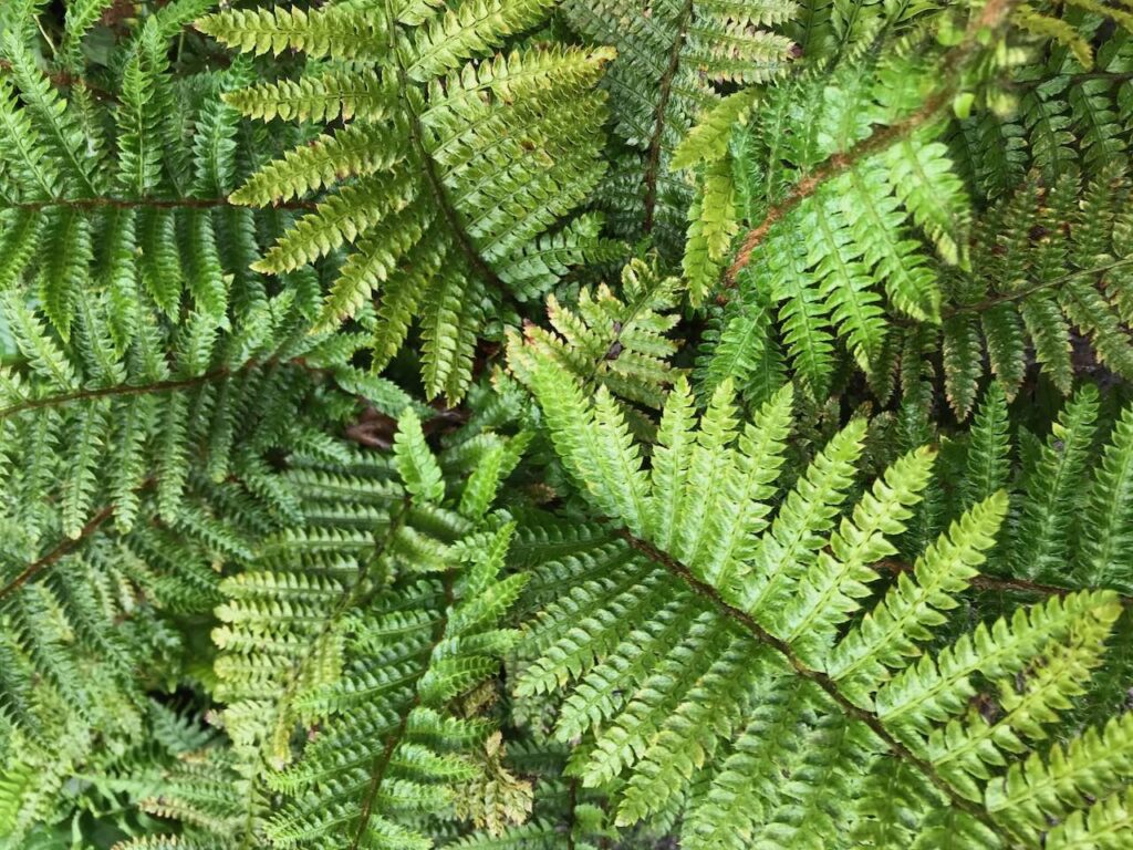 Ferns in a shady garden