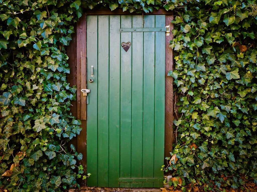 Ivy for evergreen climbers or ground cover