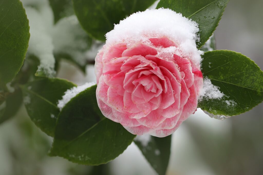 A plant covered in frost