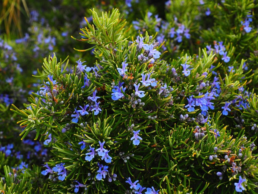 Drought tolerant rosemary plant