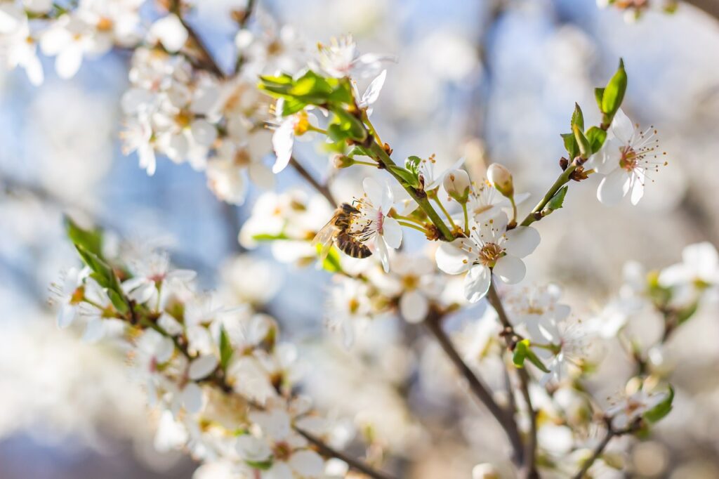 A bee on a tree blossom